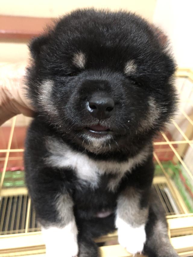 ลูกสุนัขชิบะอินุแท้ เพศผู้สี Black tan อายุ 2 เดือน 2