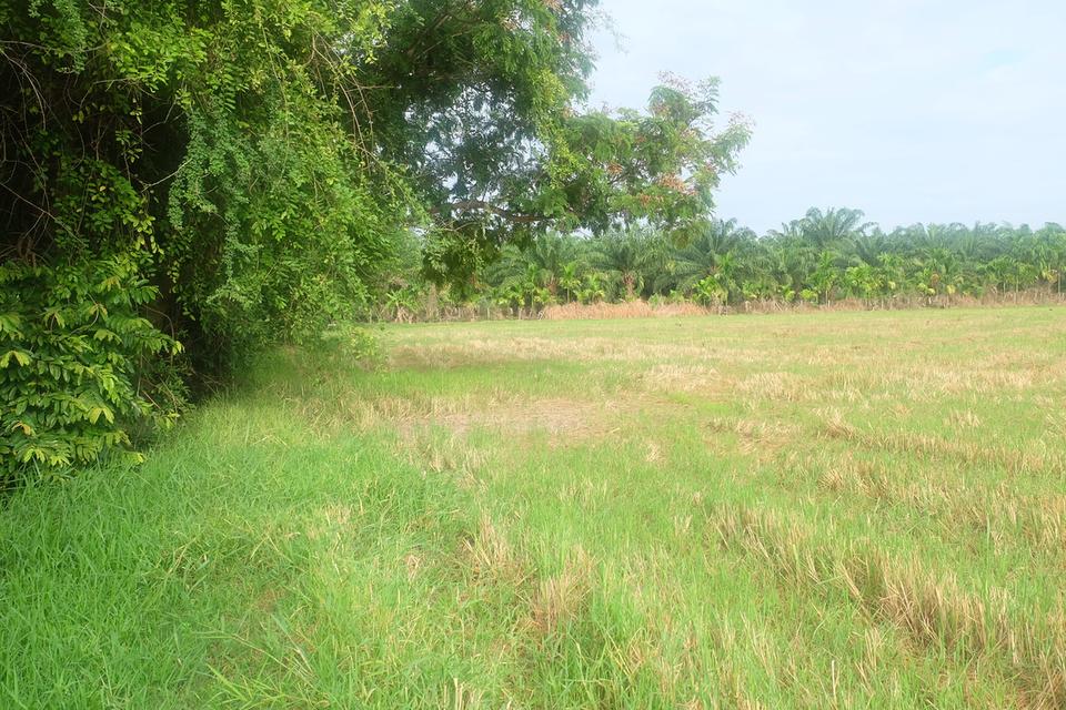 ขายที่ดิน 6 ไร่ 2 งาน ชะอำ เพชรบุรี 5