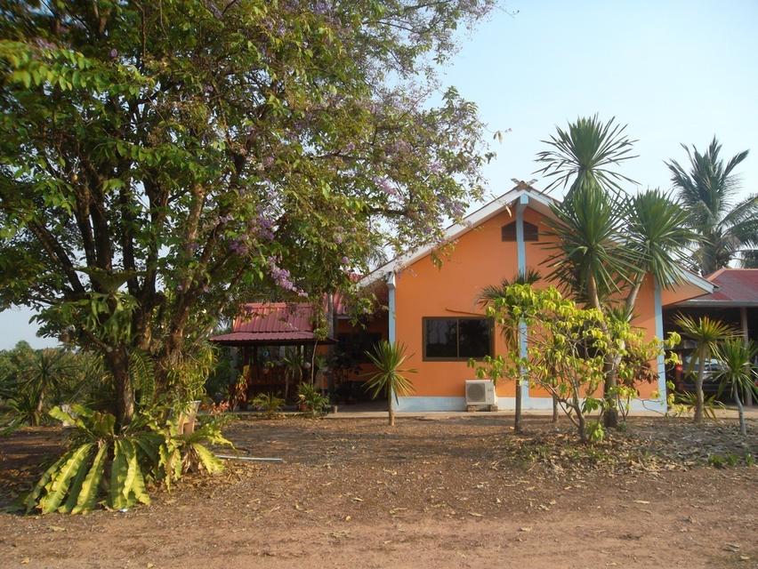 บ้านพร้อมที่ดิน 40 ไร่ จังหวัดพิษณุโลก อำเภอเนินมะปราง 12