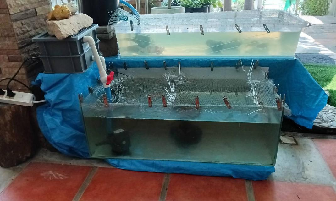 ตู้ปลา บ่อปลากระจก ตู้เลี้ยงเต่าตะพาบน้ำ ตู้เลี้ยงสัตว์เลื้อยคลาน ตู้ไม้น้ำ