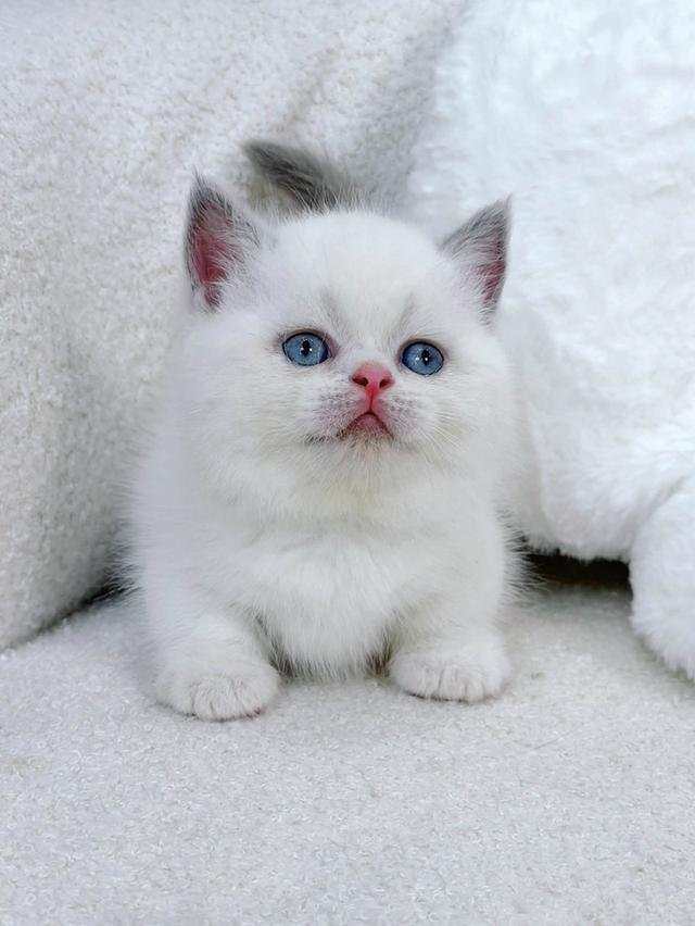 แมวมันช์กิ้น ขาสั้นมีชาย/หญิง เริ่ม25,000 รูปที่ 2