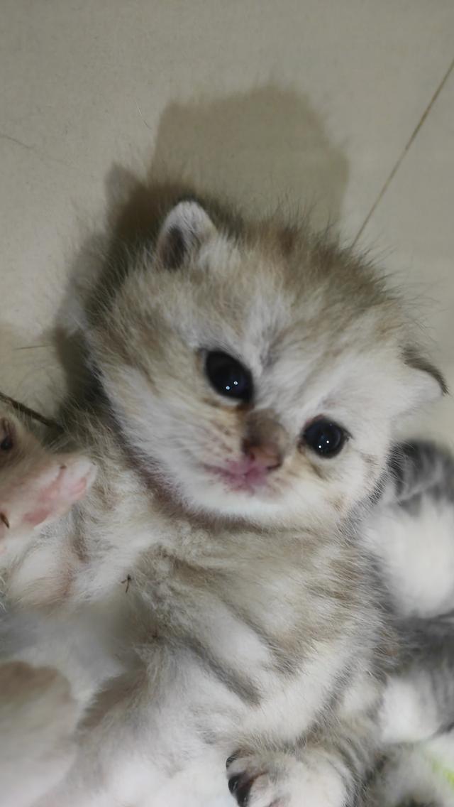 Scottish Fold (girl)