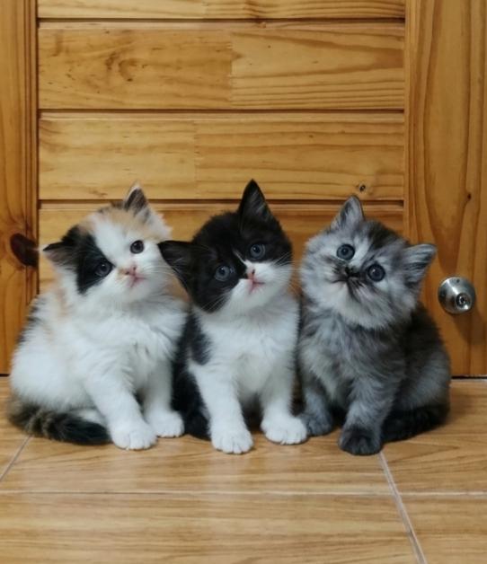 ลูกแมวเปอร์เซีย 3 สาว รูปที่ 3