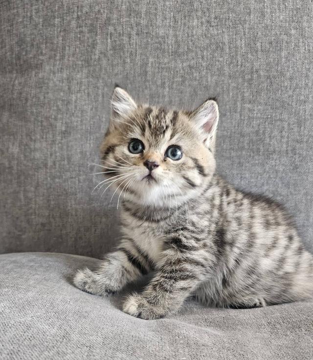 สก็อตติชโฟลด์ เสือสาว