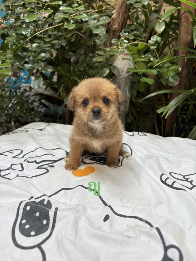 น้องชิสุผสมชิวาว่า เด็กหญิง