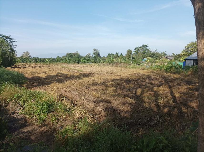 ขายที่ดิน1ไร่ ต.ป่าป้อง อ.ดอยสะเก็ด จ.เชียงใหม่ 8