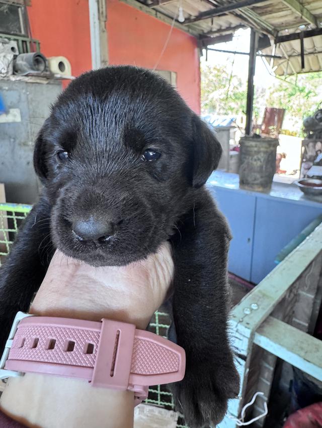 mini product image 4