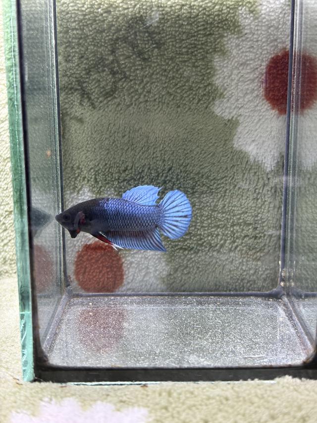 ปลากัดหม้ออินโดลูก100 รูปที่ 2