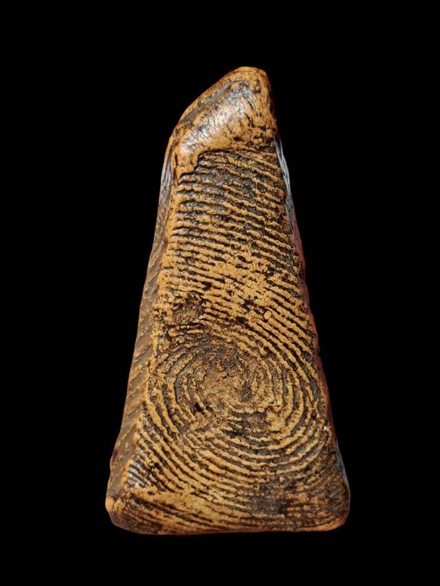 เปิดจ้า💞สนใจทักแชทได้เลยนะคะ 💚ส่งฟรีค่ะ 🥰 รูปที่ 3