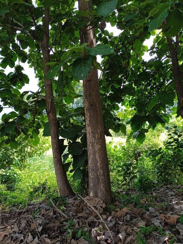 ขายที่ดินเปล่า เมืองตาก ซอยริมน้ำปิง 10 ไร่เศษ มีสักเล็กน้อย ร้อยกว่าต้น 1