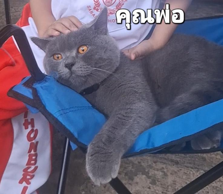 ลูกแมว บริติช ช็อตแฮร์ สีบลู รูปที่ 7