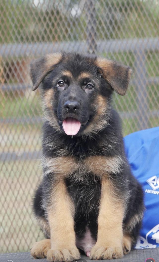 ลูกสุนัขเยอรมันเชพเพริด รูปที่ 9