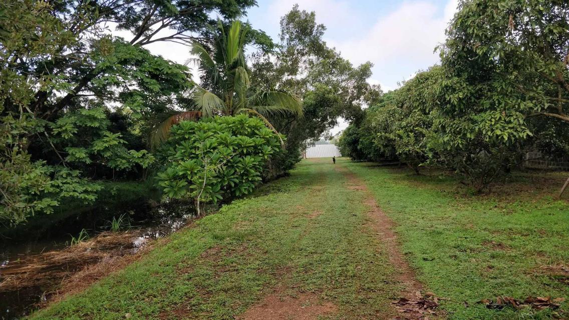 ที่ดินลำพูน ถ่มล้อมรั้ว น้ำ ไฟฟ้า มีครบทุกอย่าง 6