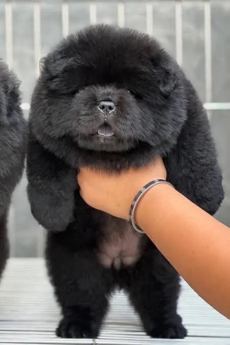 สุนัขเชาเชาสีดำตัวใหญ่ๆ 1