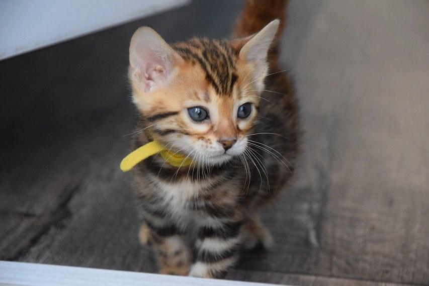 Bengal Kittens WhatsApp me : +66 63 826 3042 รูปย่อยที่ 2