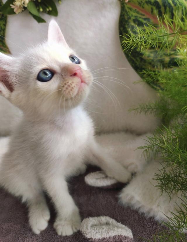 แมวขาวมณี ตาเหลืองอำพัน เพศผู้