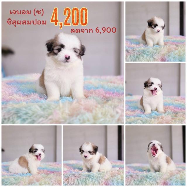 ชิสุผสมปอม เพศผู้ พิกัดรามอินทรา