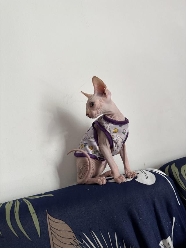 แมวสฟิงซ์ 4