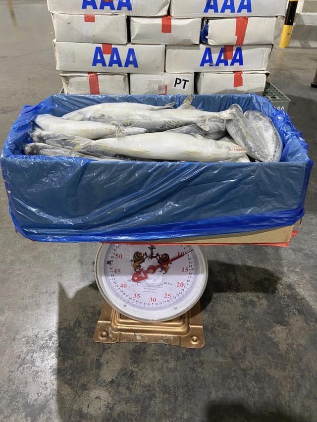 ปลาซาบะ  AAA 2