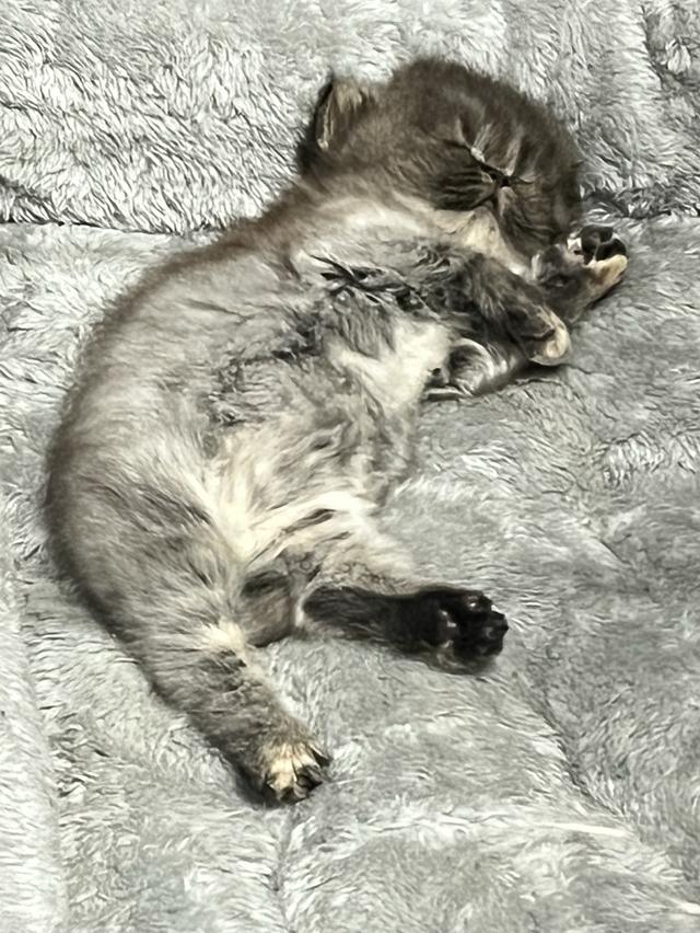 🌈เปิดจองน้องๆ ❤️ ขาวตาฟ้า ดำตาฟ้า ส้มกาฟิว สามสีตาฟ้า 13