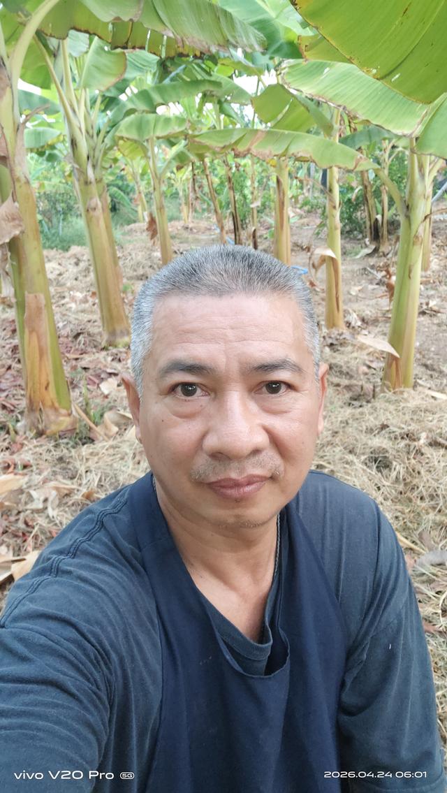 หน่อพันธุ์กล้วยงาช้างPlantain รูปย่อยที่ 4