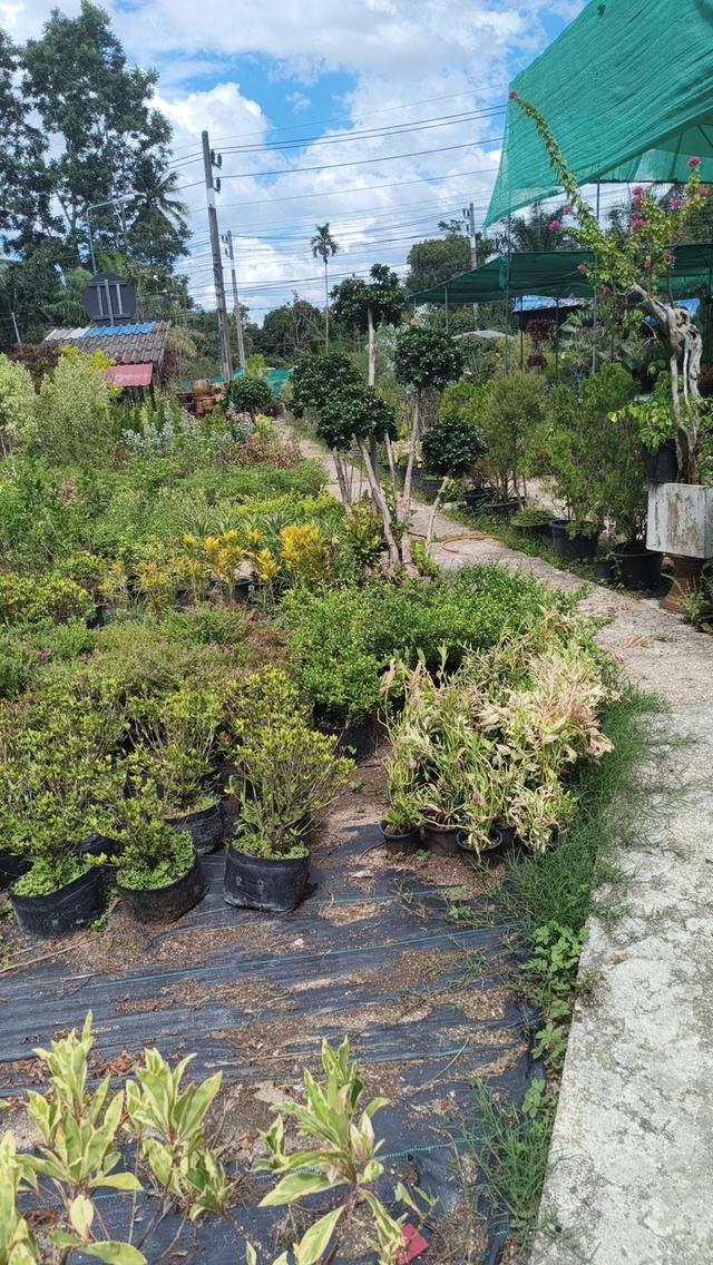 ที่ดินพร้อนร้านไม้ดอกไม้ประดับมีบ้านในที่ดิน 4