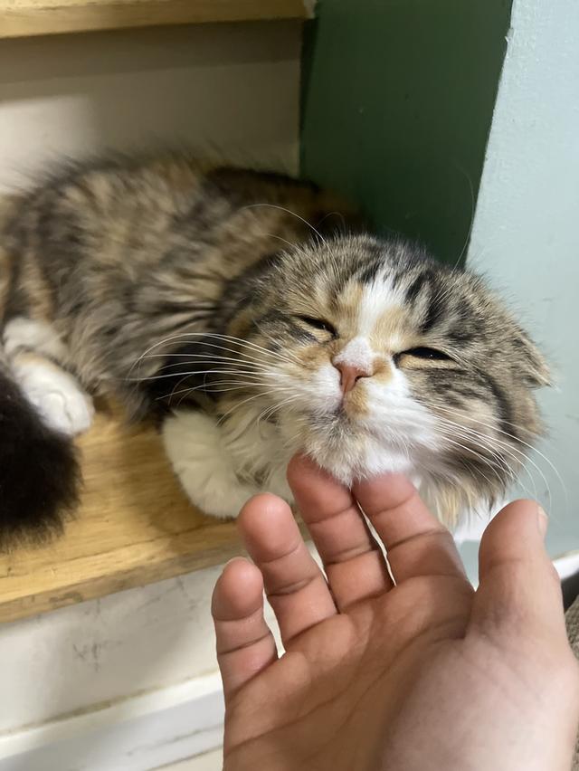 สามสีขี้อ้อน(หญิง3เดือน)เกิด9/9/68