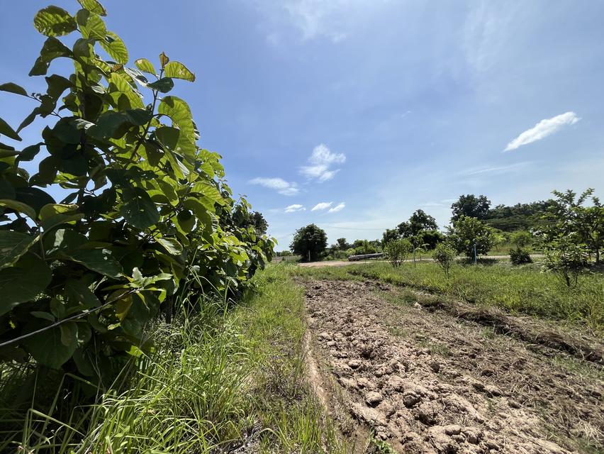 ที่ดินสวนป่า สร้างรายได้ อู่ทอง สุพรรณบุรี ขนาด 10 ไร่  19