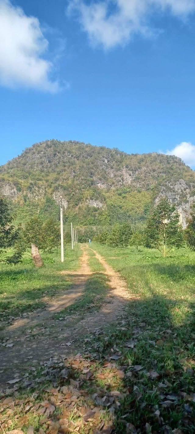 ขายสวนทุเรียนพร้อมบ้านพักอาศัย 10
