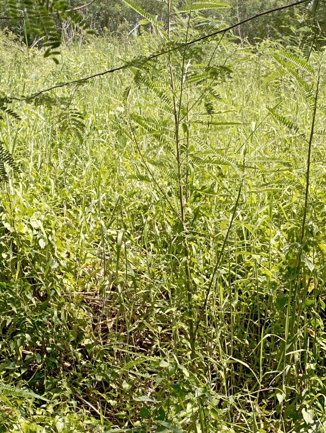 ที่ดินคลอง10 หนองเสือ  แปลงละ60 ตารางวา ราคา300000บาท 8