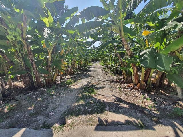 2236 ขาย ที่ดิน ที่ดิน ตำบลท่าอิฐ อำเภอปากเกร็ด จังหวัดนนทบุรี นนทบุรี ปากเกร็ด 6 ไร่ 2400 ตร.วา ใกล้กับ หมู่บ้านประดับด 4
