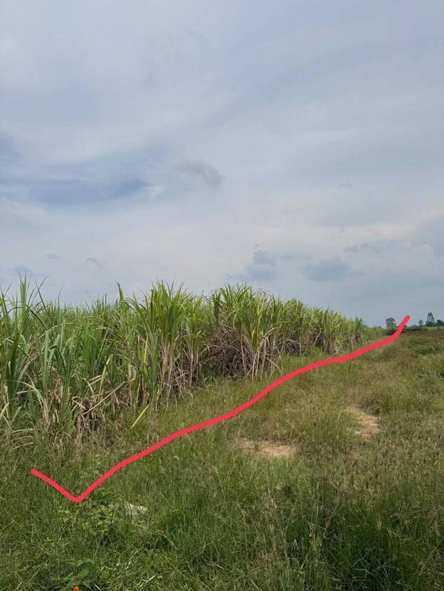 ที่ดิน ใกล้ ม.เกเกษตรกำแพงแสน 5