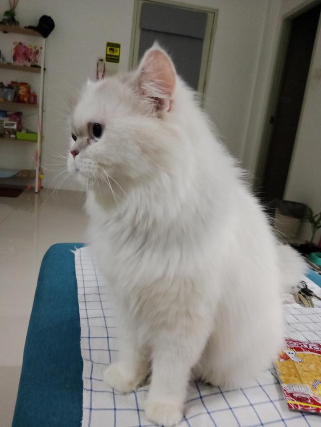 Persian  8