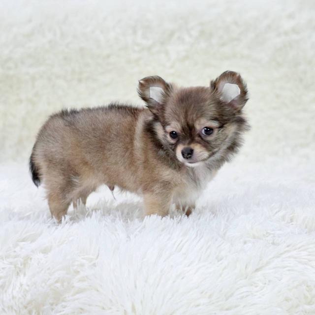 ชิวาวาแท้ขนยาว เพศผู้ 7