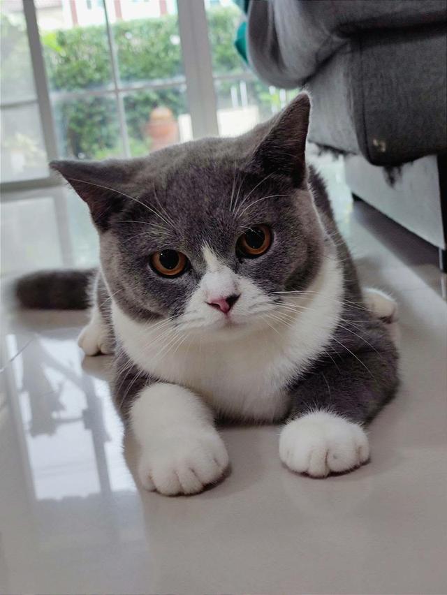น้องแมวบริตริส 🔥🔥🔥คินคาโร