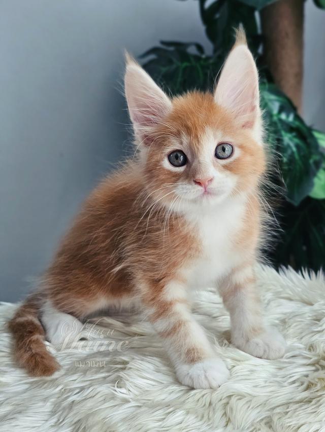 ลูกแมวเมนคูน เพศผู้ สายพันธ์แท้