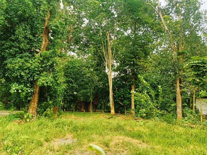 ที่ดินติดแม่น้ำนครนายก 16