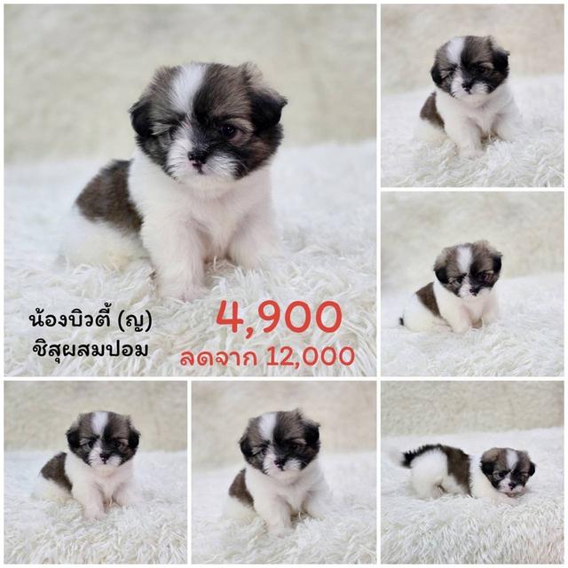 ปอมแท้ ชิสุผสมปอม ชิวาวาแท้ พิกัดรามอินทรา