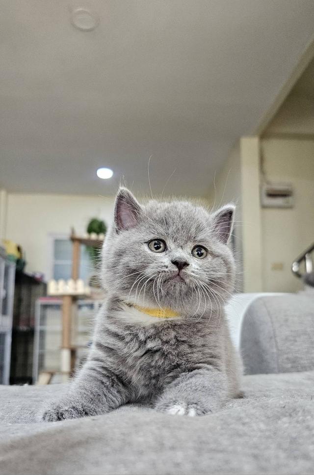 บริติช สก็อตติช แมวน้ำน้อย