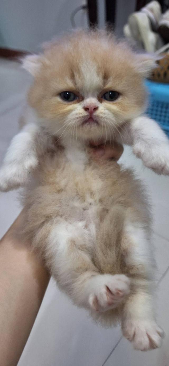 ลูกแมวแอคโซติก 4