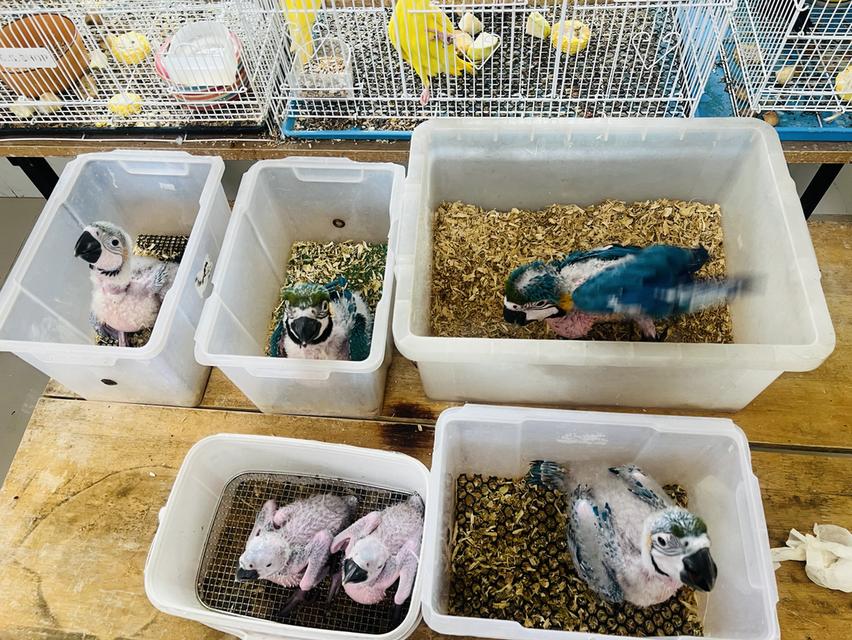 ลูกป้อน บลูโกล มีหลายตัว