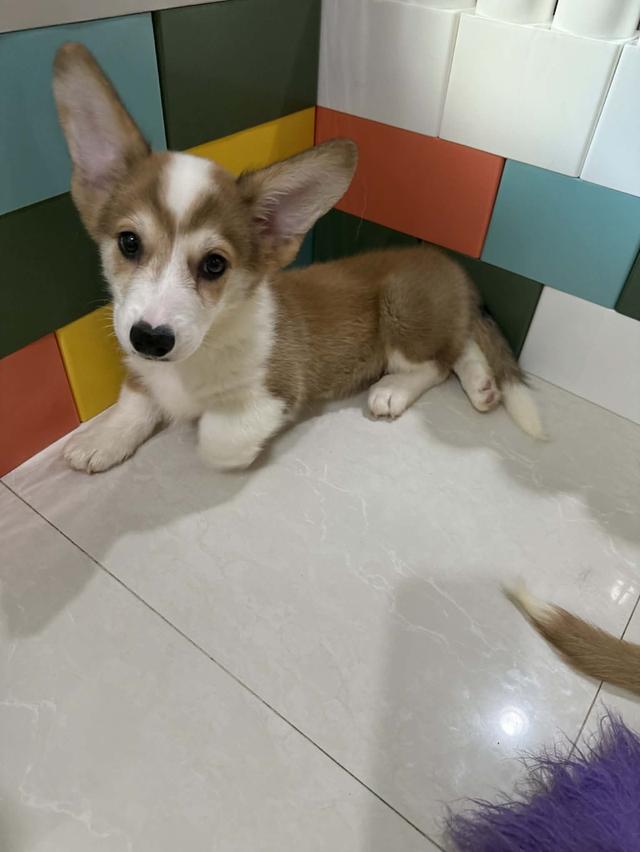 Corgi Male 3 month with long tail #1