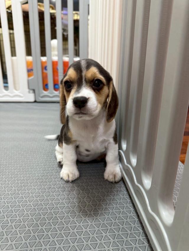 บีเกิ้ล (Beagle) 8