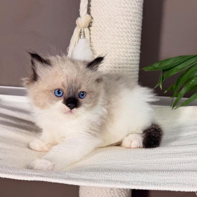 Ragdoll kittens for adoption