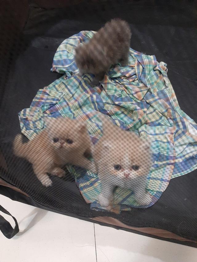 แอคโซติกขนยาว 2