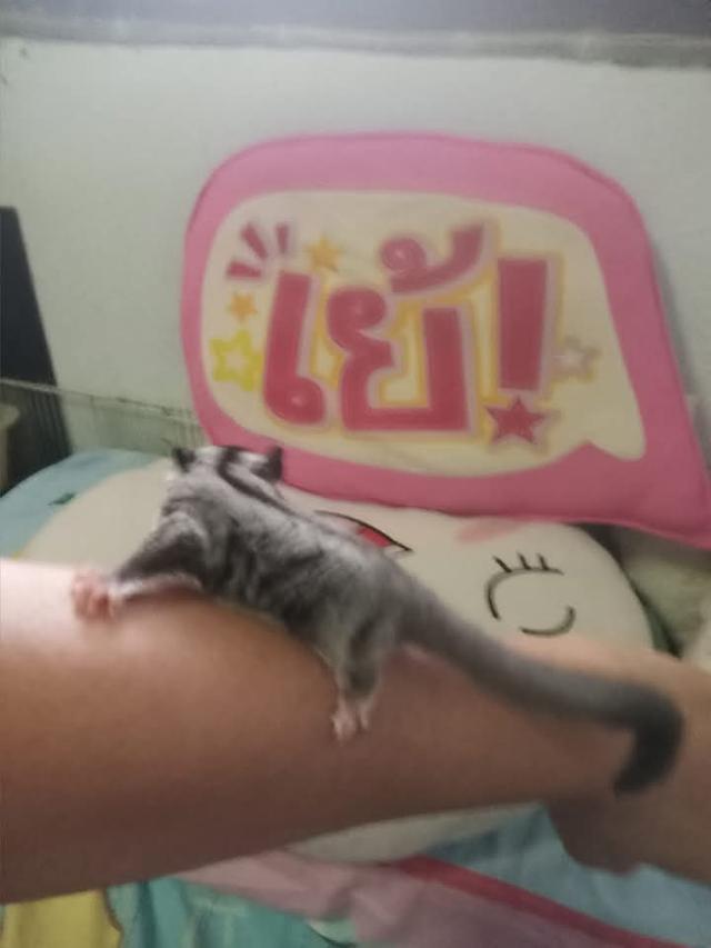 Sugar Glider อายุ 5 เดือน 2