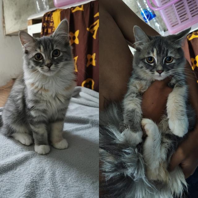 สัตว์เลี้ยง ของใช้ภายในบ้าน