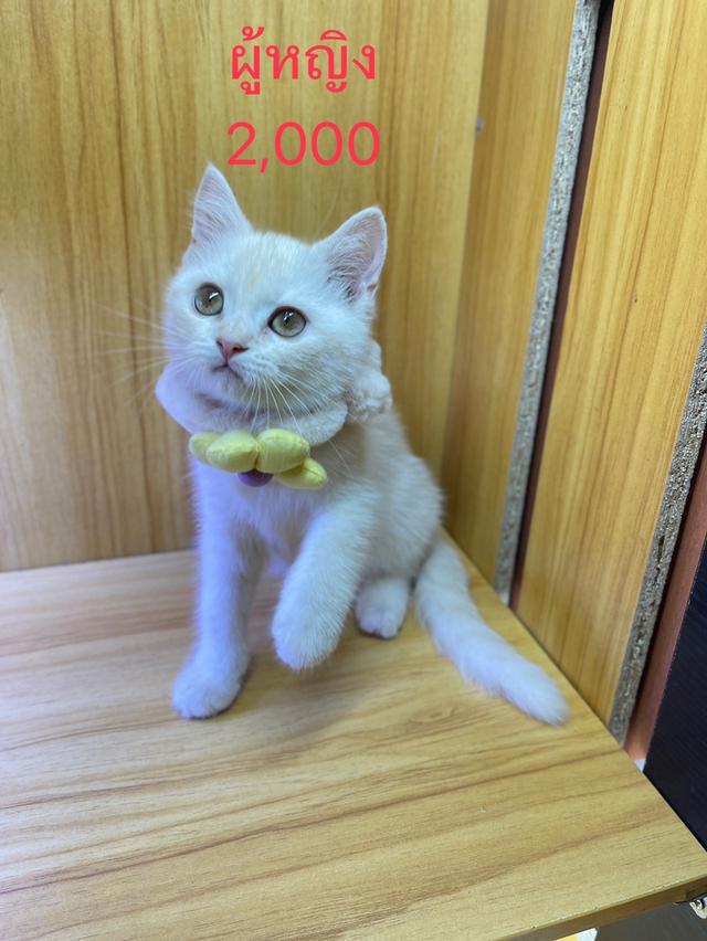 แมวพันธุ์สก็อตติช 2,500-3,500 (ราคาแบ่งเลี้ยง) 3