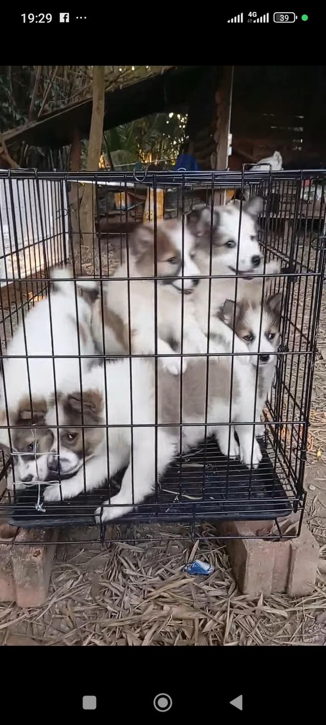 ลูกสุนัขพันธุ์ไทยบางแก้ว