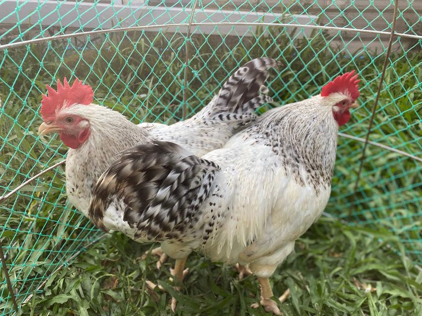 ไก่ไข่ไทยบาร์สวยงาม 3